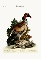 Le roi des vautours, 1749-73